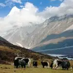 Langtang National Park: Culture, Forests, and Slow Trekking in Nepal’s Closest Himalayan Sanctuary